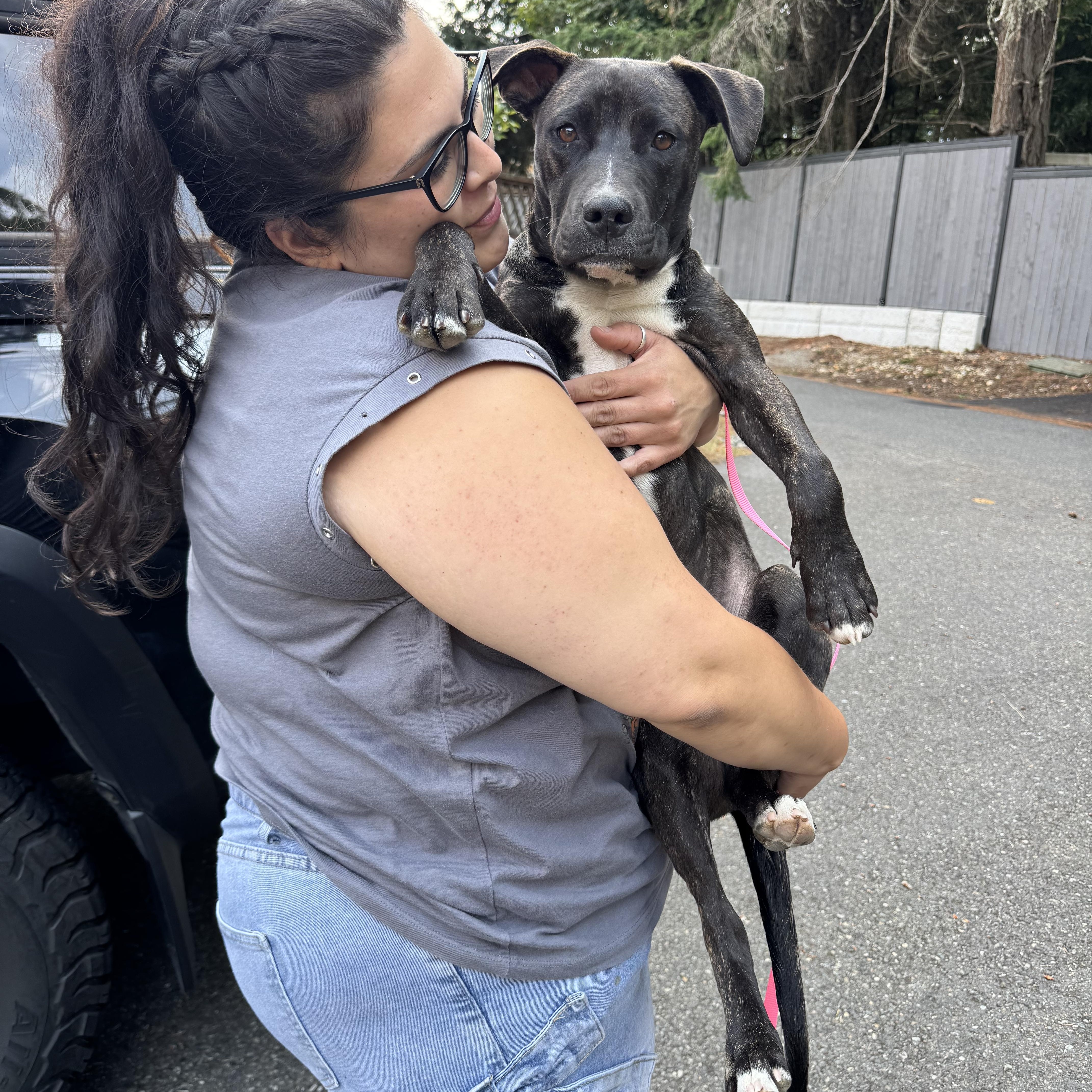 A baby medium-sized male Brindle American Staffordshire Terrier dog named Clyde for adoption in Olympia, WA