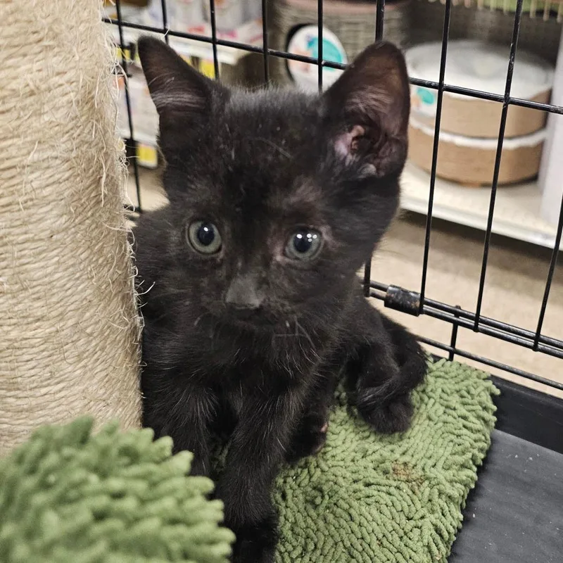 A baby small-sized male Black Domestic Short Hair cat named Mouse for adoption in Rochester, MN