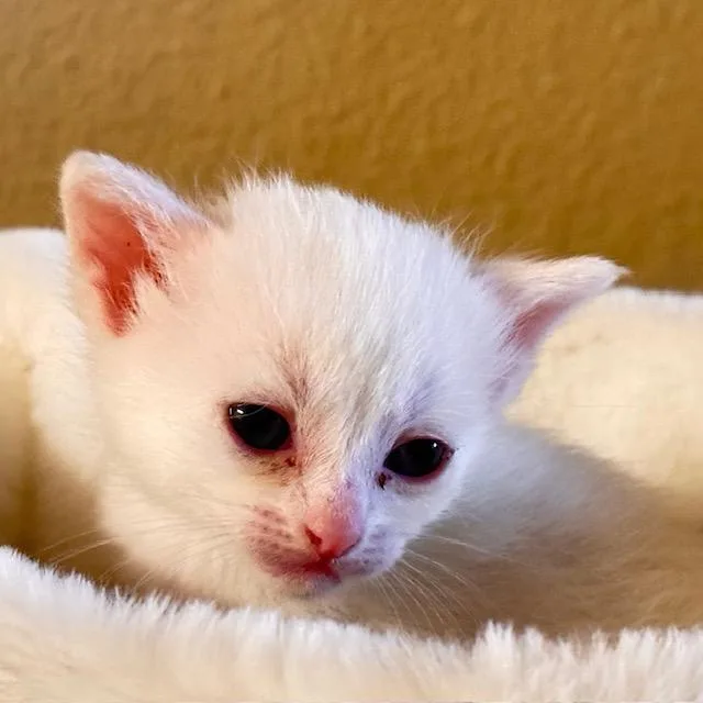 A baby small-sized female Domestic Short Hair cat named Galadriel [and Arwen] for adoption in Santa Fe, NM