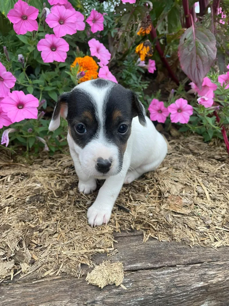 A baby small-sized female Tricolor (Brown, Black, & White) Jack Russell Terrier dog named Daisy for adoption in Plainfield, IN