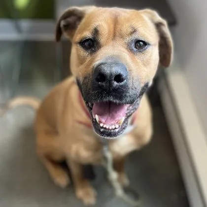 An adult large-sized female Mixed Breed dog named Eli for adoption in Janesville, WI