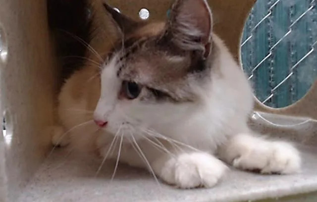 A young medium-sized male Domestic Medium Hair cat named Smokey for adoption in Downey, CA