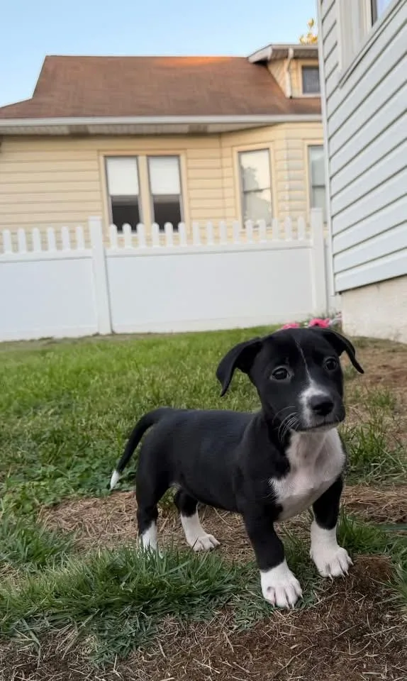 Oreo