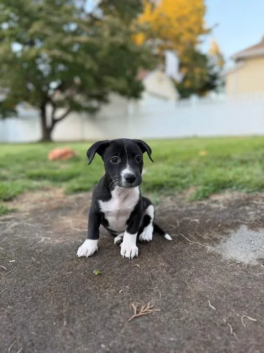 Oreo thumbnail 3