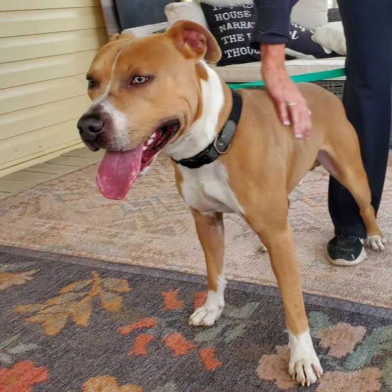 An adult medium-sized male Golden Pit Bull Terrier dog named Chief JuM for adoption in Austin, TX