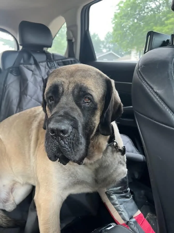 An adult large-sized male Bullmastiff dog named Goosifer for adoption in Grove City, OH