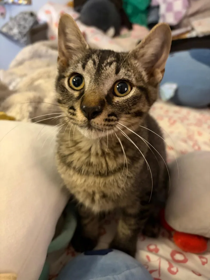 A baby medium-sized male Tabby (Gray / Blue / Silver) Tabby cat named Thomas FFC for adoption in Omaha, NE