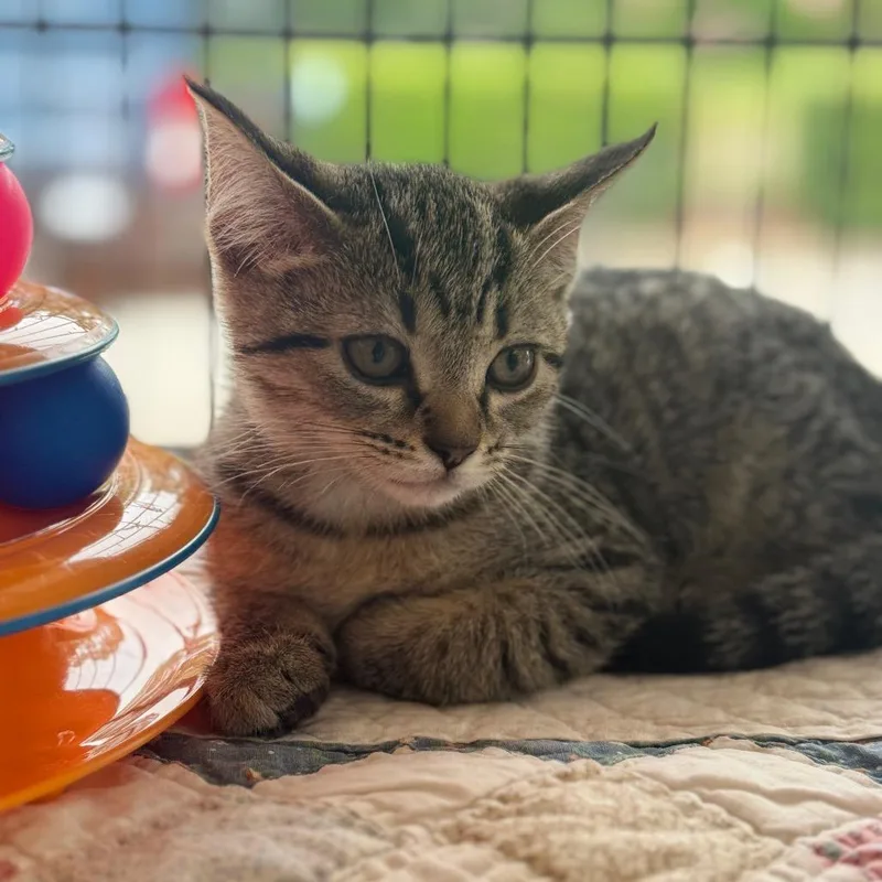 A baby small-sized female Brown / Chocolate Domestic Short Hair cat named Coastie for adoption in Chesapeake, VA