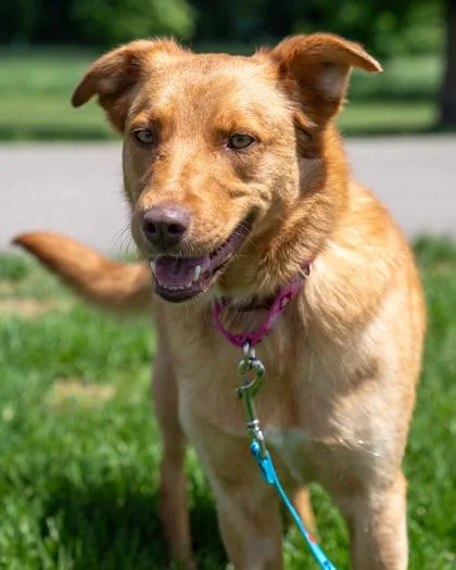 An adult medium-sized female Australian Shepherd dog named Naya for adoption in Pequot Lakes, MN