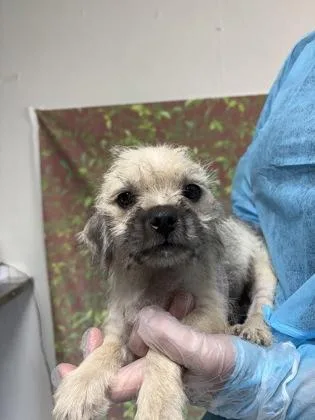 A young small-sized male Pug dog named Mantis for adoption in San Antonio, TX