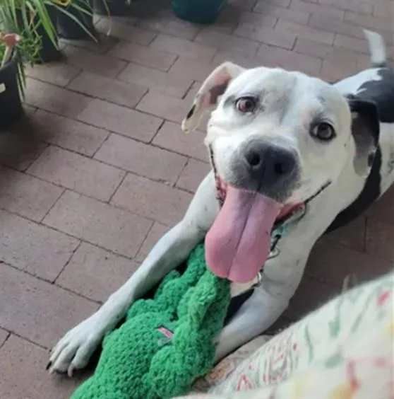 An adult medium-sized female Mixed Breed dog named Mija for adoption in Santa Fe, NM