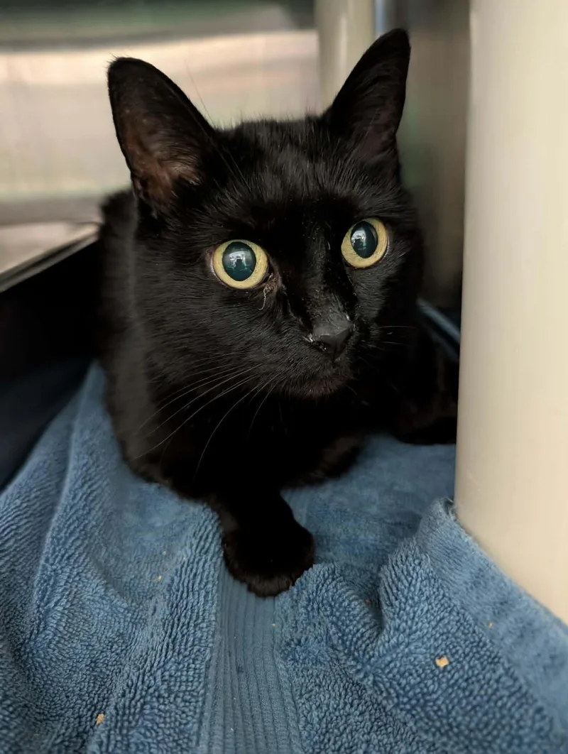 Moonie: Visit At Petsmart