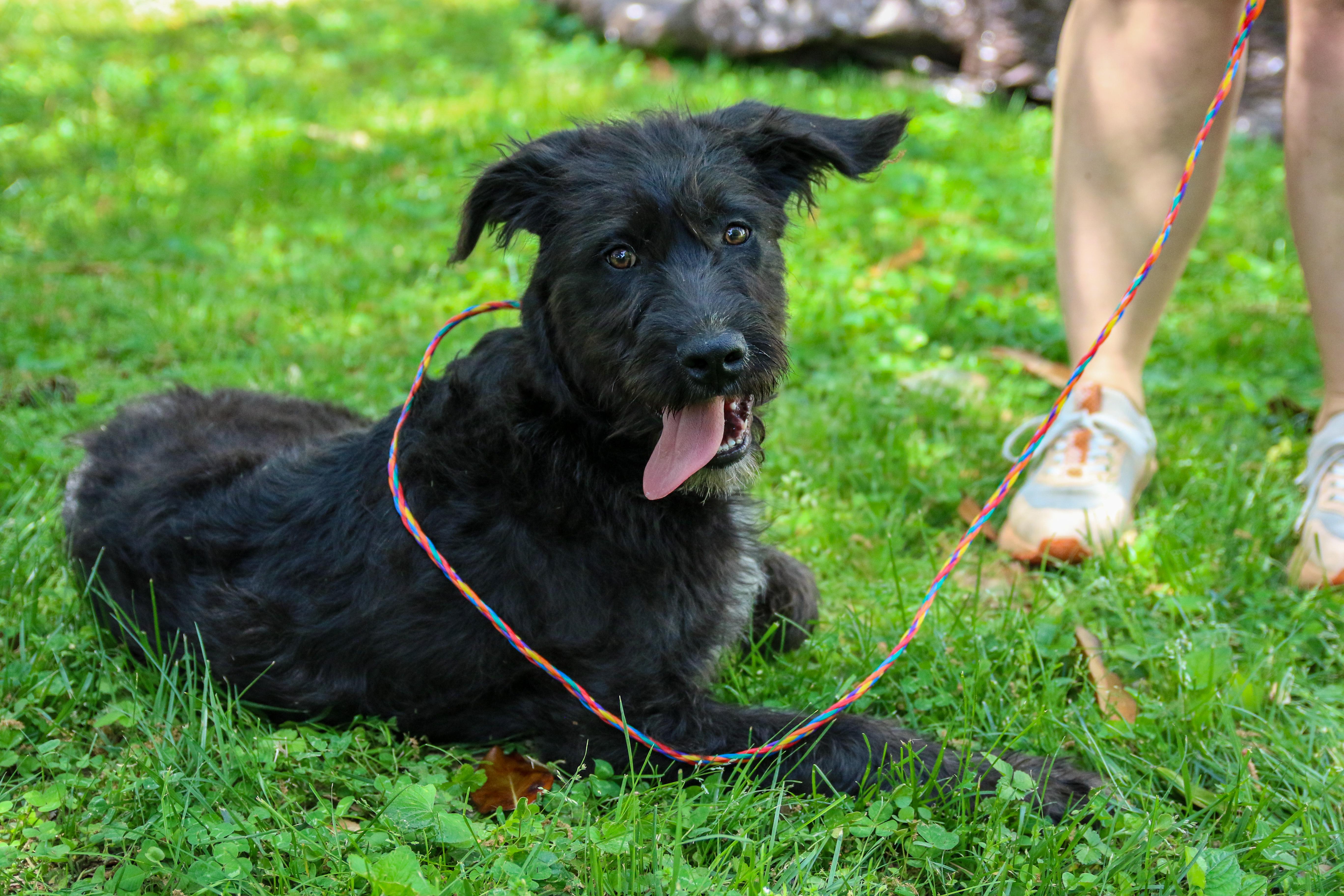 A young large-sized male Black Labradoodle dog named Mojo for adoption in Richmond, VA