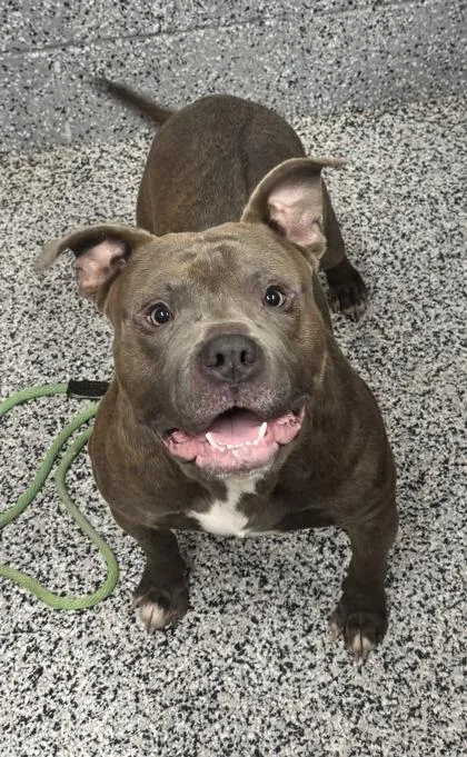 An adult large-sized male Mixed Breed dog named Troy for adoption in West Chester, PA