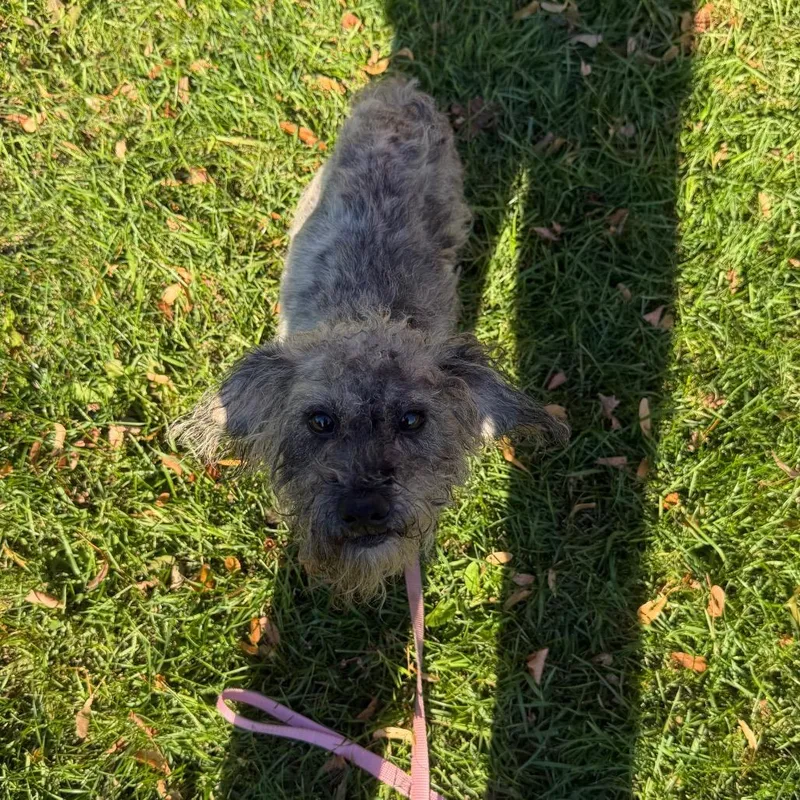 An adult small-sized male Mixed Breed dog named Dudley for adoption in Oshkosh, WI