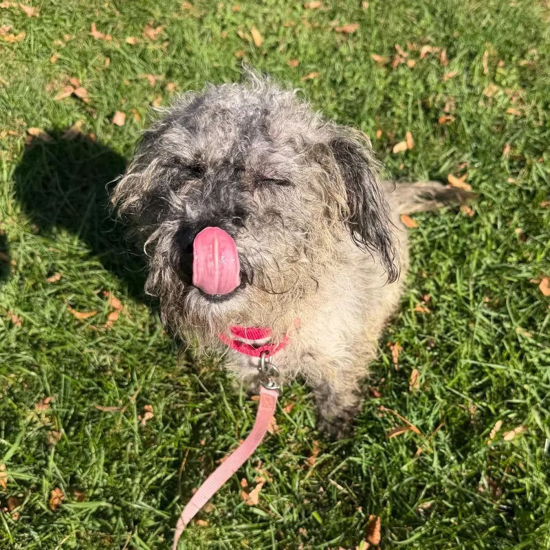 Dudley thumbnail 3