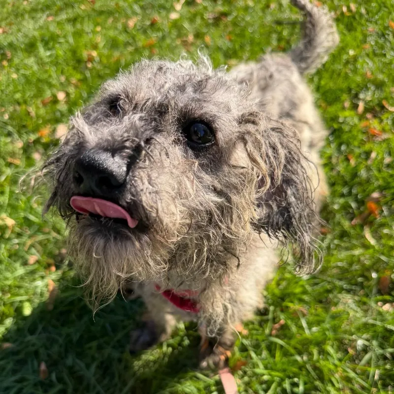 Dudley thumbnail 5