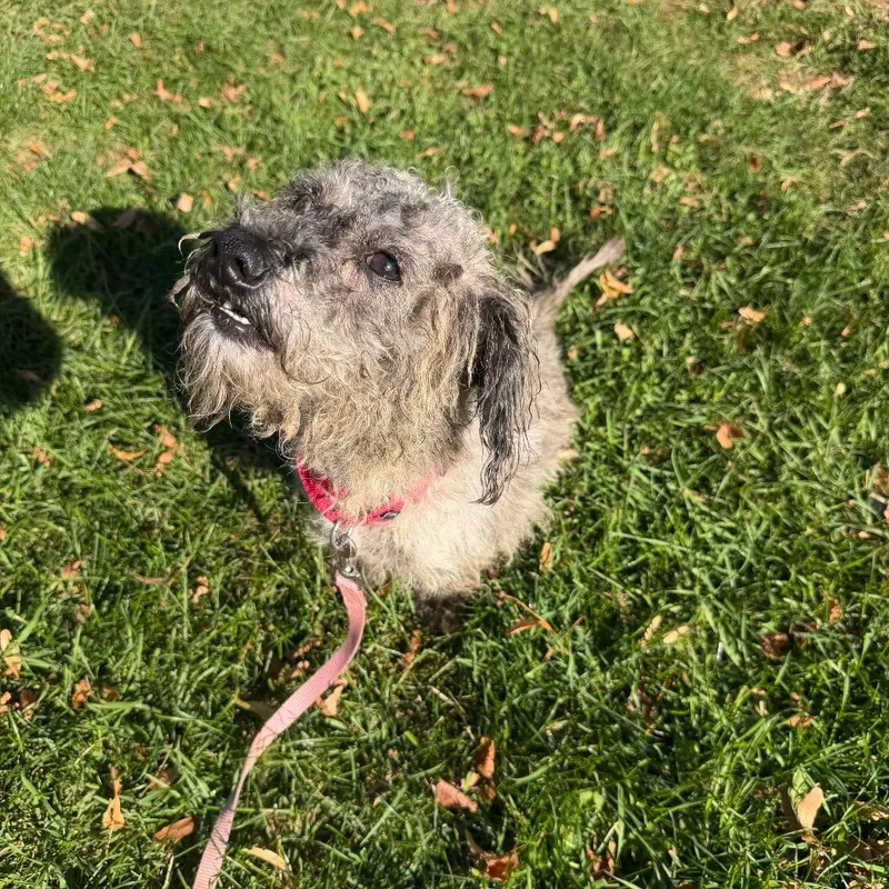 Dudley thumbnail 6