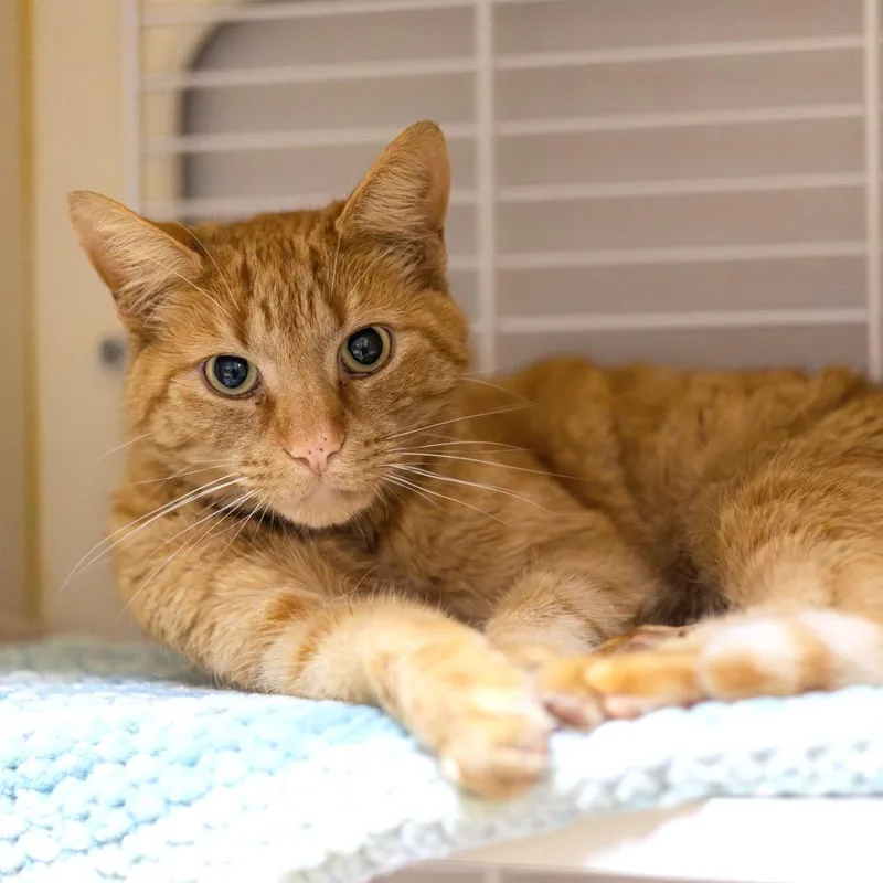 An adult medium-sized male Orange / Red Domestic Short Hair cat named Tangerine for adoption in Newark, DE