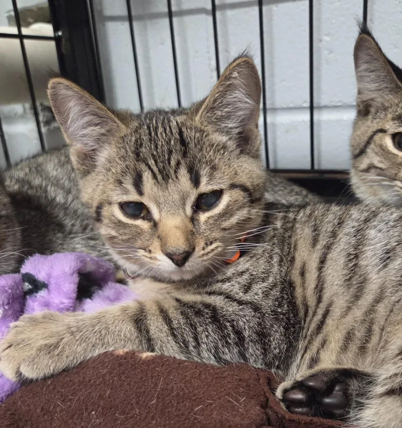 A baby small-sized male Domestic Short Hair cat named Tike for adoption in Muskegon, MI