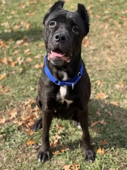 An adult extra large-sized female Mixed Breed dog named Momo for adoption in West Chester, PA