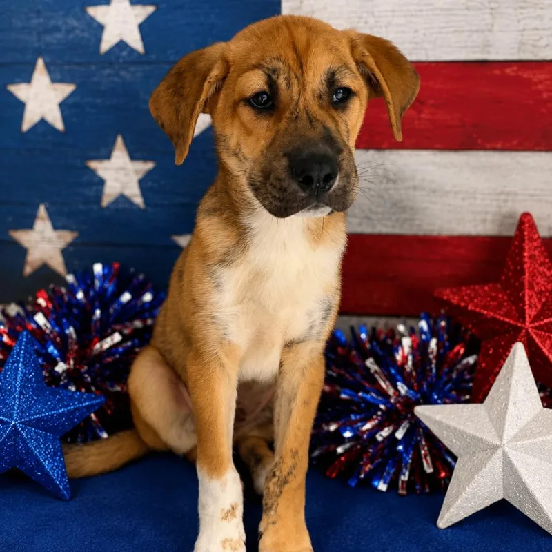 A baby small-sized male Brindle Shepherd dog named Keanu for adoption in Concord, NC