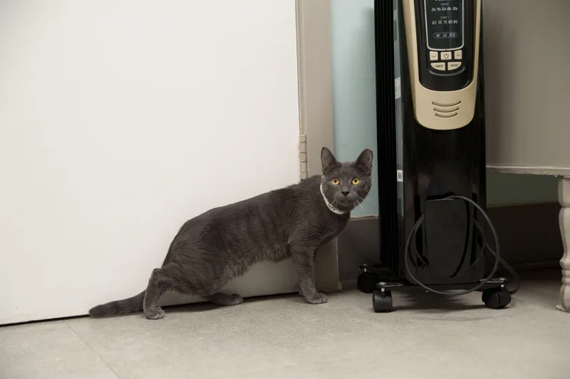 A young small-sized female Gray / Blue / Silver Domestic Short Hair cat named Stormy & Misty for adoption in Media, PA