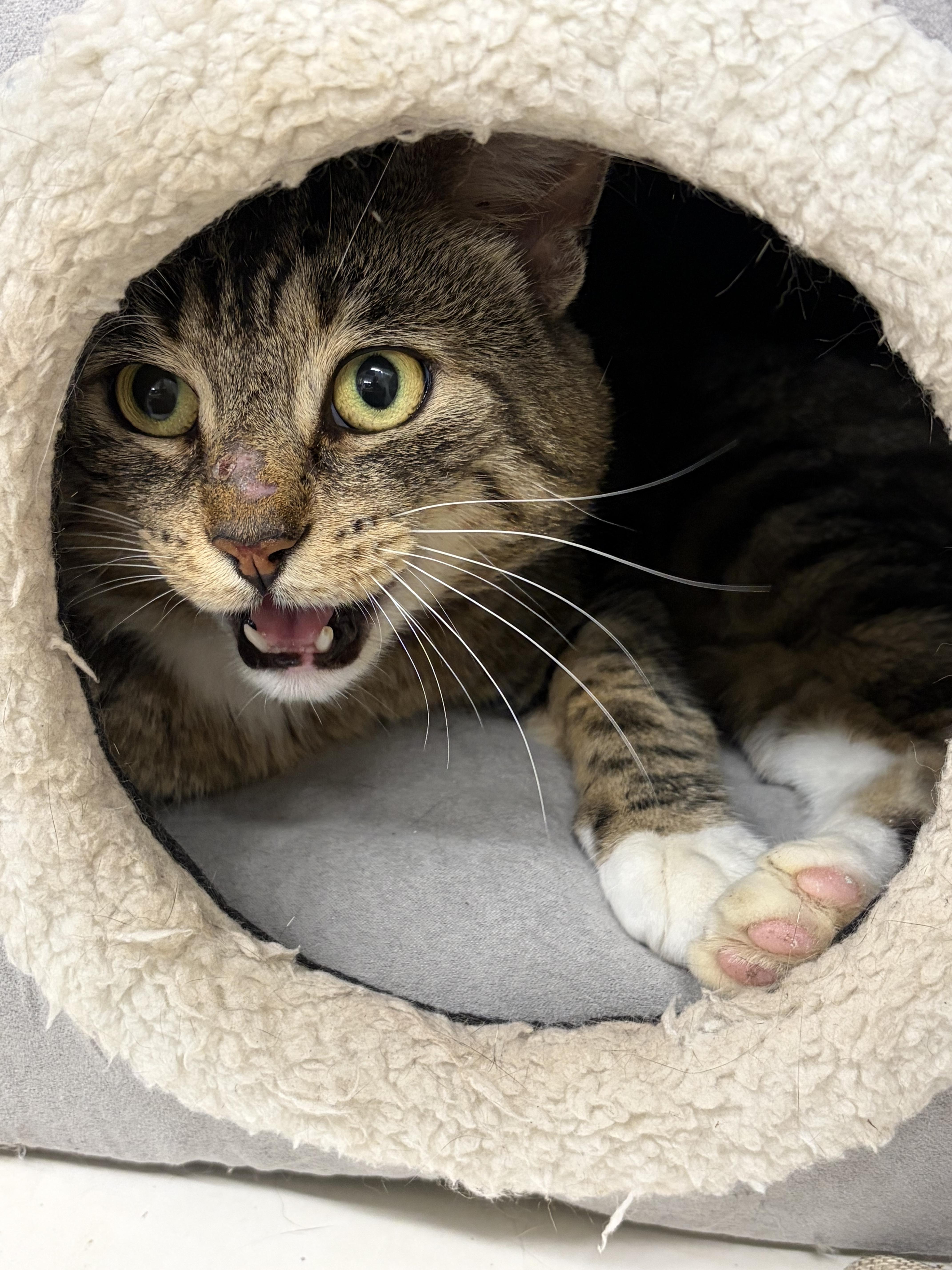 An adult medium-sized male Buff & White Domestic Short Hair cat named Woody for adoption in Mansfield, CT