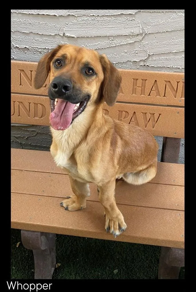 A young medium-sized male Beagle dog named Whopper for adoption in Chino Valley, AZ
