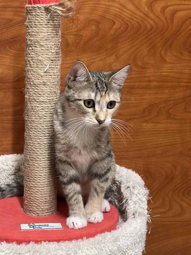A young small-sized female Calico Domestic Short Hair cat named Lyndi for adoption in Covina , CA