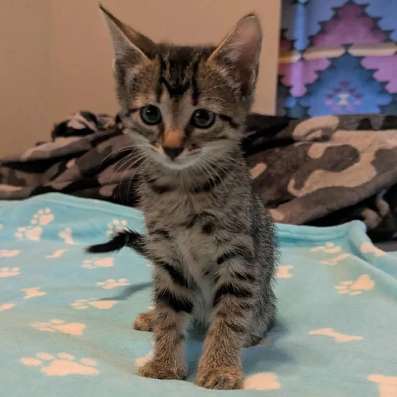 A baby small-sized female Domestic Short Hair cat named Piranha for adoption in Portland, TX