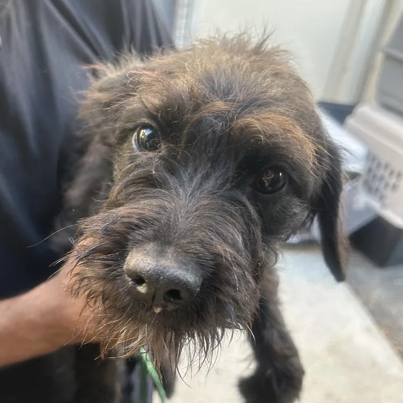 A young small-sized female Terrier dog named Gretel for adoption in Point Richmond, CA