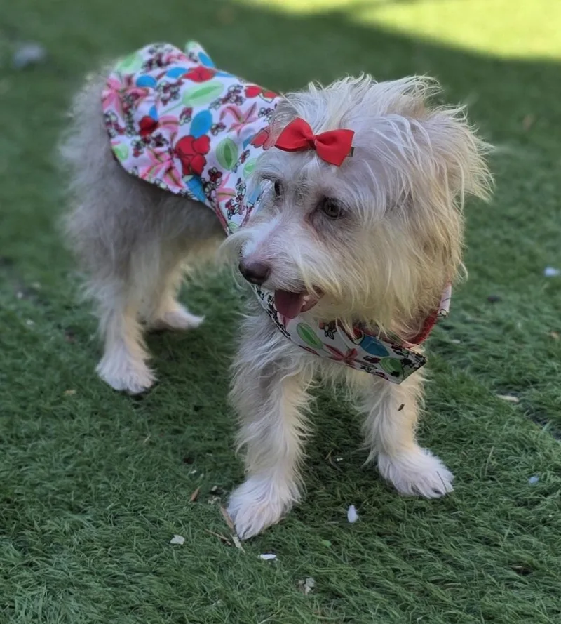 A young small-sized female Maltipoo dog named Zoe for adoption in Fallbrook, CA