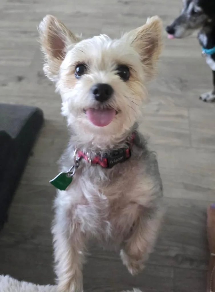 Bella