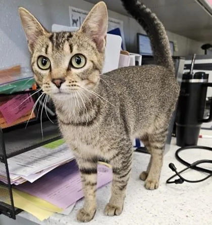 An adult medium-sized female Domestic Short Hair cat named Lotus for adoption in Lafayette, IN