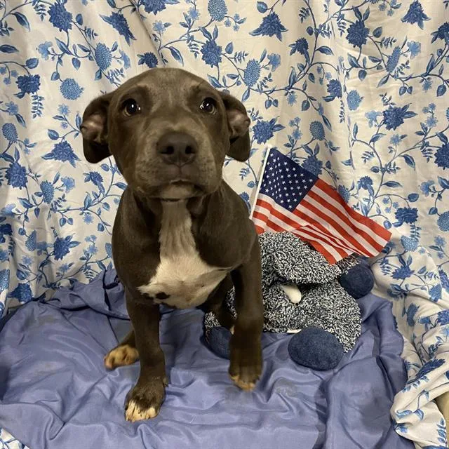A baby small-sized female Pit Bull Terrier dog named A for adoption in Modesto, CA