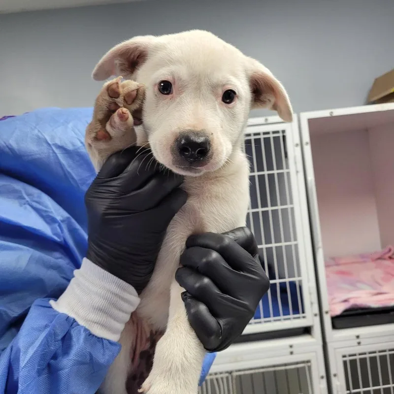 A baby small-sized female White / Cream Mixed Breed dog named Turnip for adoption in Duncan, OK