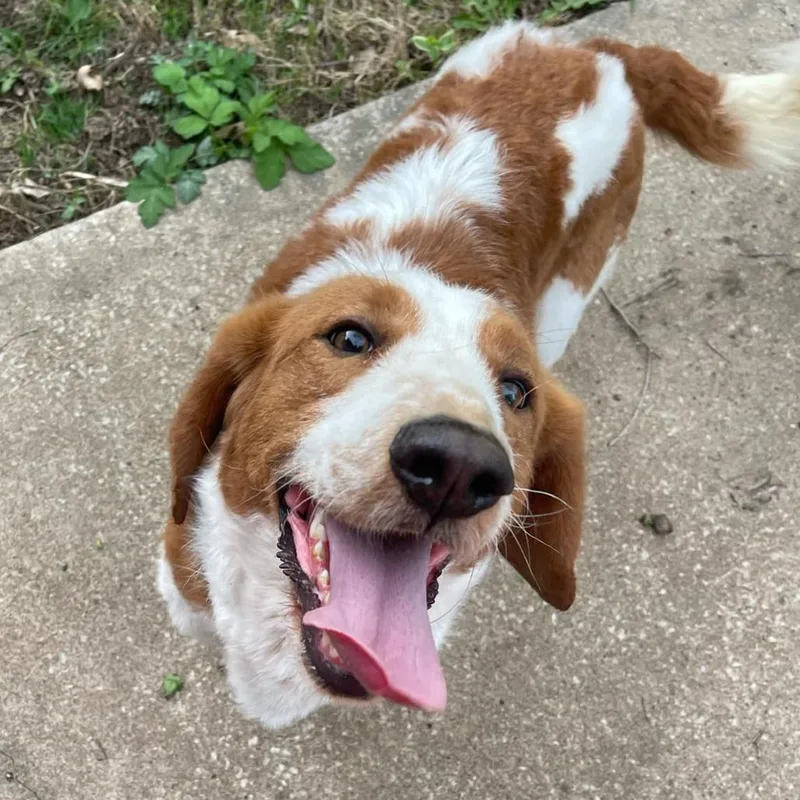 An adult medium-sized female Brown / Chocolate Basset Hound dog named Maggie Moo for adoption in Olathe, KS