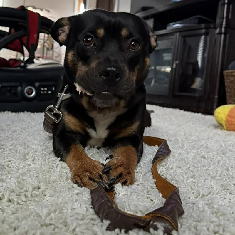 An adult medium-sized male Bicolor Mixed Breed dog named Winston for adoption in Hilton, NY