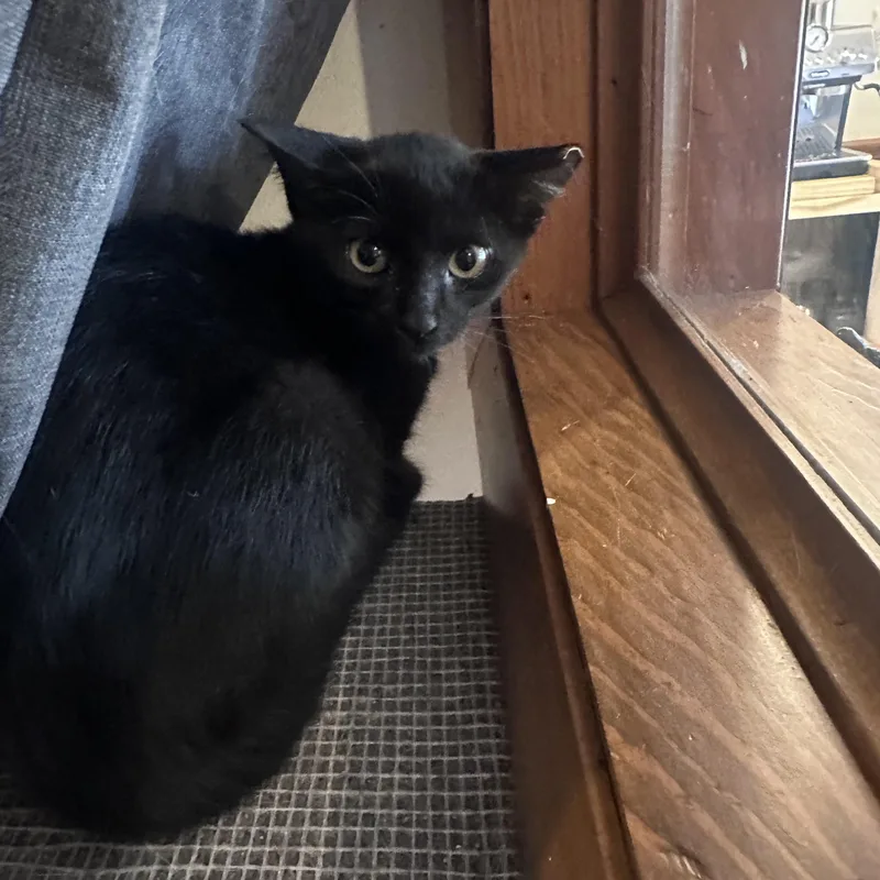 A baby small-sized female Black Domestic Short Hair cat named Skittle for adoption in Frostproof, FL
