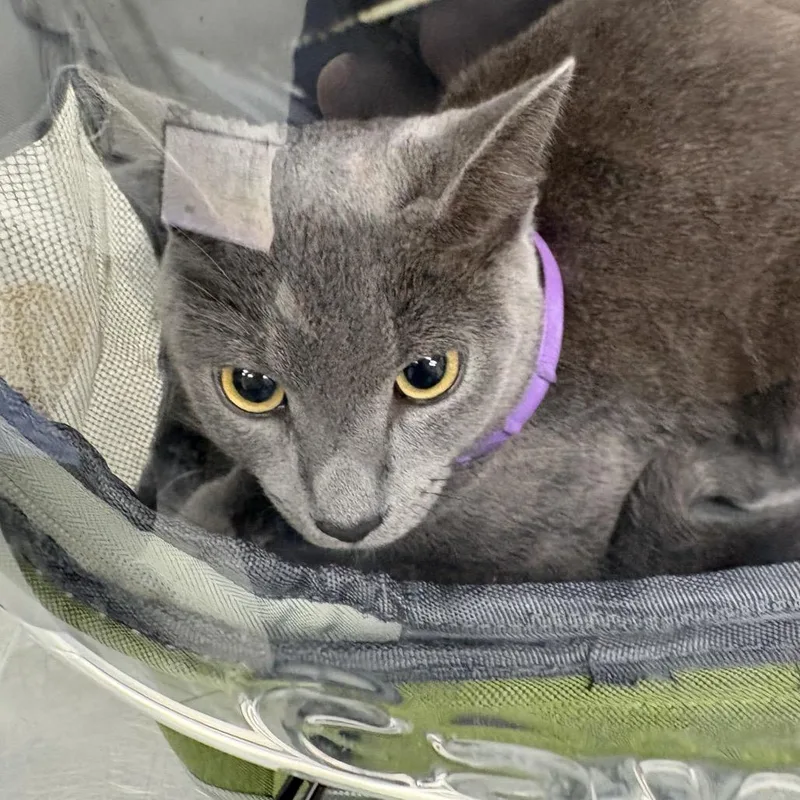 A young medium-sized female Gray / Blue / Silver Domestic Short Hair cat named Graycee for adoption in Newark, NJ