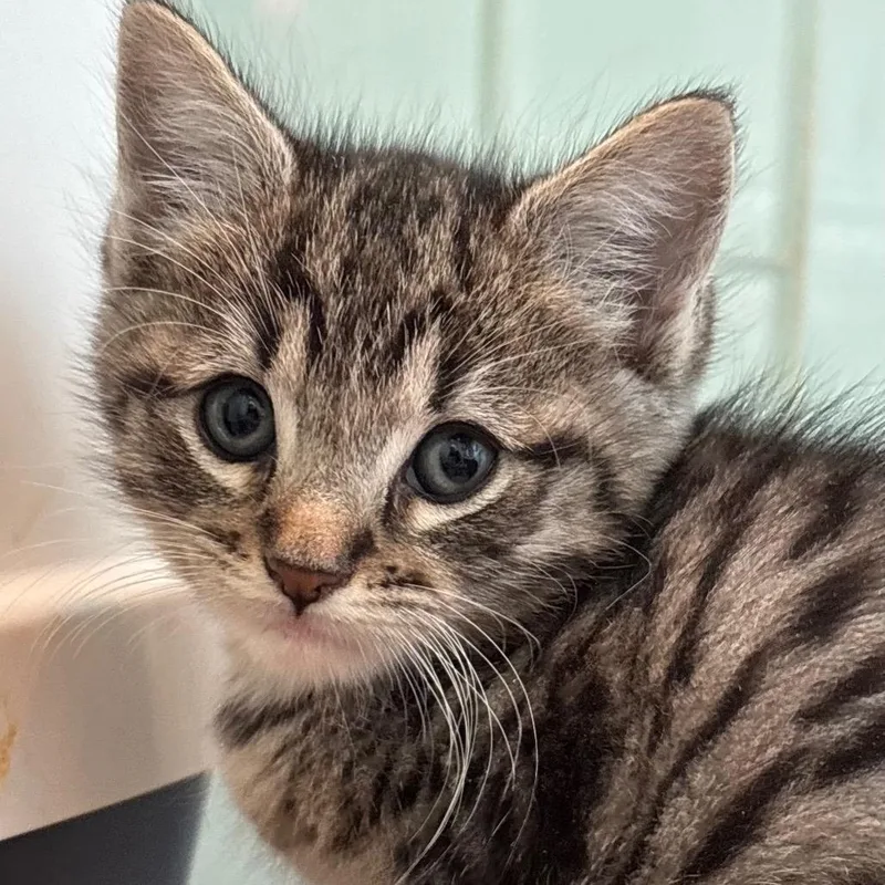 A baby small-sized female Brown / Chocolate Domestic Short Hair cat named Giula for adoption in Tustin, CA