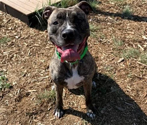 A young large-sized female Catahoula Leopard Dog dog named Swirl for adoption in Denver, CO