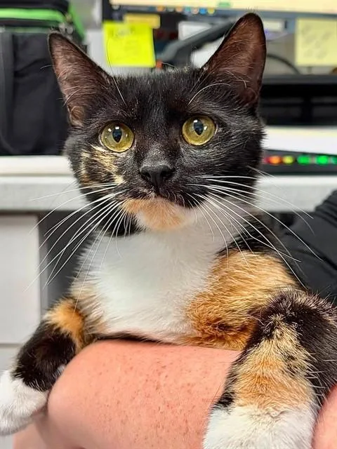 A young medium-sized female Domestic Short Hair cat named Madonna for adoption in Canfield, OH
