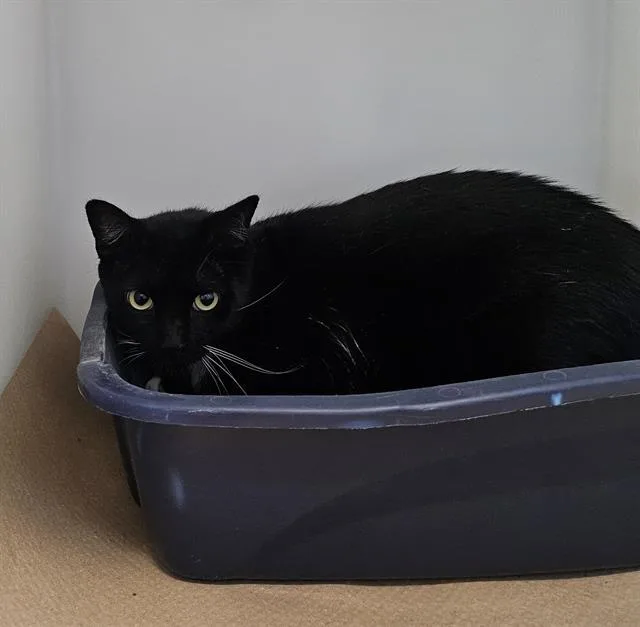 An adult large-sized male Domestic Short Hair cat named Lucky Star for adoption in Palmetto, FL