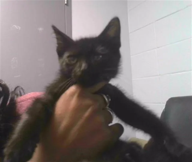 A baby small-sized male Domestic Short Hair cat named Edo for adoption in Tallahassee, FL