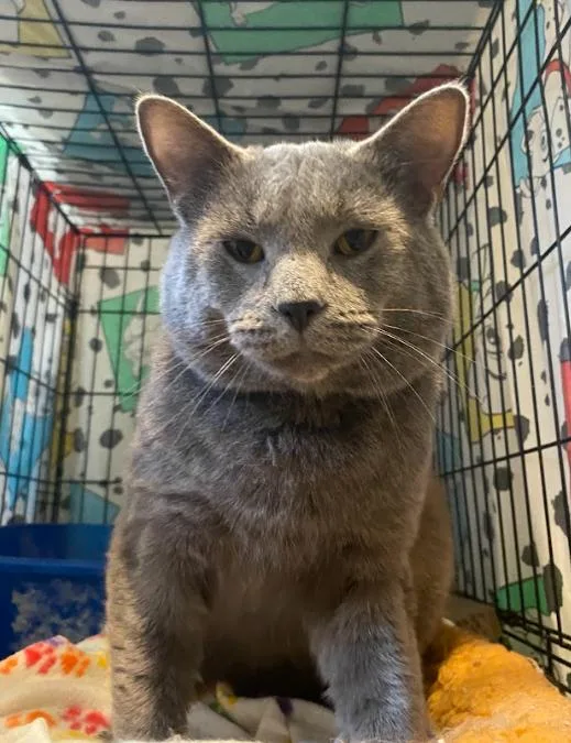 An adult medium-sized male Gray / Blue / Silver Domestic Medium Hair cat named Oswald for adoption in Indianapolis, IN