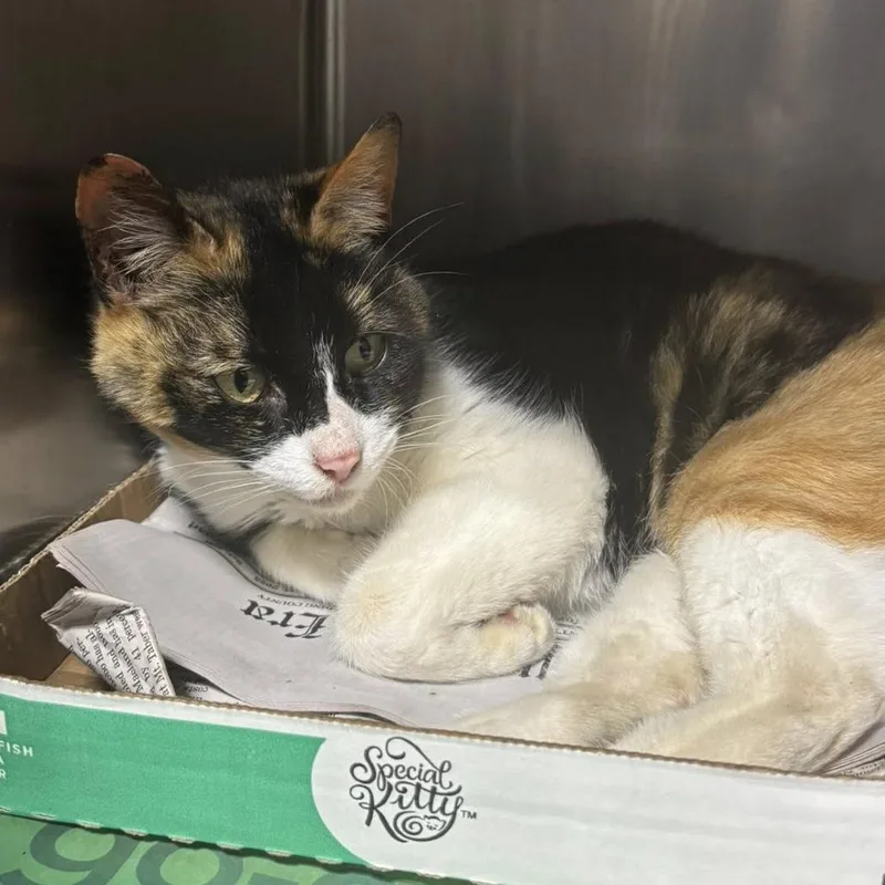 An adult medium-sized female Black Domestic Short Hair cat named Selena for adoption in New York, NY