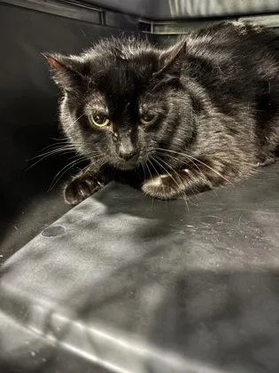 An adult small-sized male Domestic Short Hair cat named Midnight for adoption in Cincinnati, OH