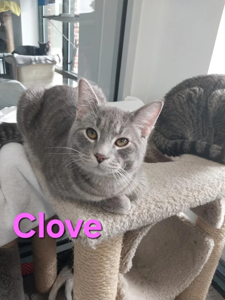 A baby small-sized male Domestic Short Hair cat named Clove for adoption in Leonardtown, MD